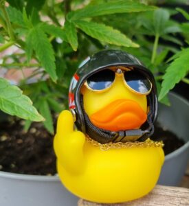 Ducks day out